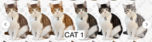Load image into Gallery viewer, Digital Design Cat Paw Print Ornament
