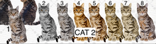 Load image into Gallery viewer, Digital Design Cat Paw Print Ornament
